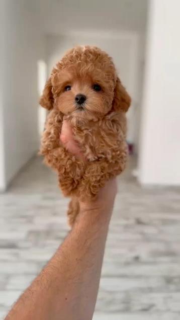 Exclusieve Maltipoo TeaCup pups (Maltezer/Azian Toy Poedel) beschikbaar voor biedingen