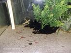Gratis garnalen voor aquarium, Dieren en Toebehoren, Kreeft, Krab of Garnaal