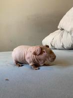 Skinny cavia zeug, Dieren en Toebehoren, Knaagdieren, Cavia, April, Vrouwelijk, Tam