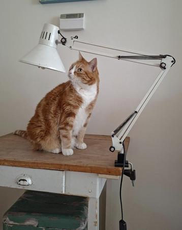 Vintage architectenlamp bureaulamp wit jaren 70 industrieel beschikbaar voor biedingen