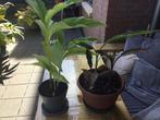 2x canna 1 Stuttgart €8,50 voor 2, Ophalen of Verzenden, Overige soorten, Volle zon