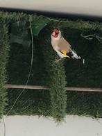 Putters, Dieren en Toebehoren, Vogels | Overige Vogels, Meerdere dieren, Wildzangvogel