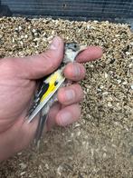 Parva putter, Dieren en Toebehoren, Meerdere dieren, Wildzangvogel, Geringd