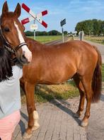 Lieve en betrouwbare e-pony te koop – ideaal voor kinderen, Dieren en Toebehoren, Paarden, Ruin, Recreatiepaard