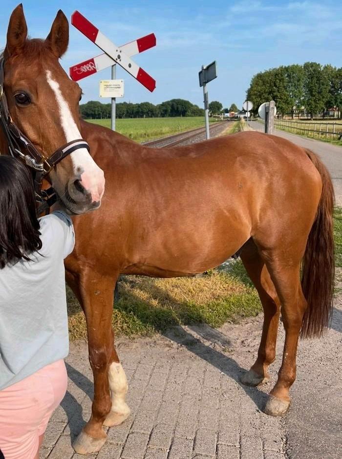 Lieve en betrouwbare e-pony te koop – ideaal voor kinderen, Dieren en Toebehoren, Paarden, Ruin, Recreatiepaard
