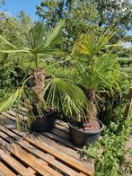 trachycarpus winterharde palmbomen, Ophalen, Volle zon, Palmboom