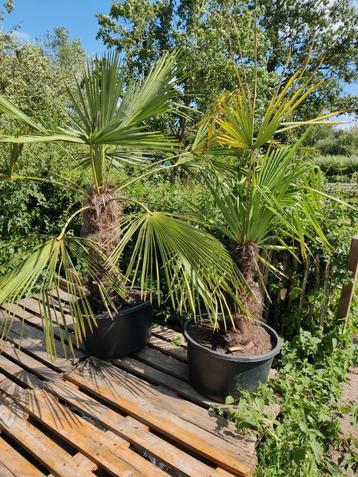 trachycarpus winterharde palmbomen beschikbaar voor biedingen