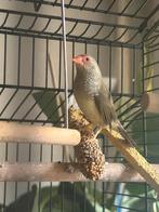 Binseastrilde pop, Dieren en Toebehoren, Vrouwelijk, Tropenvogel, Geringd