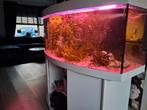 Groot aquarium met vissen, Ophalen, Gebruikt, Gevuld zoetwateraquarium