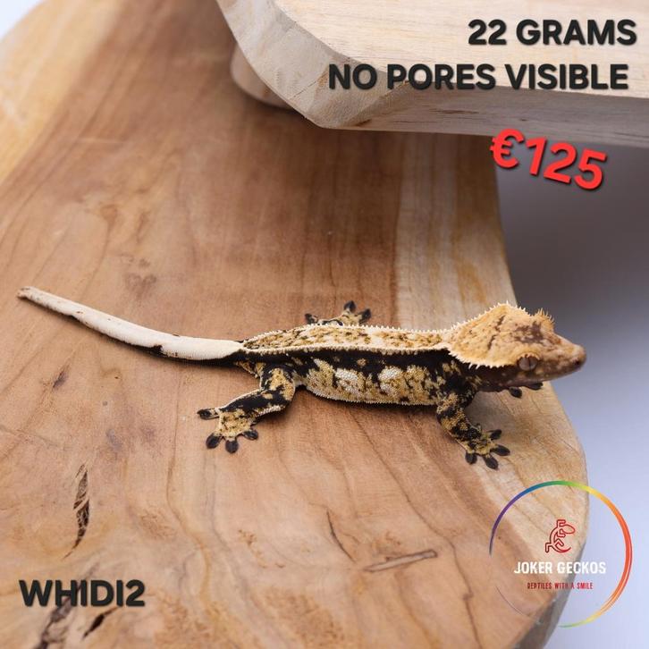 Wimpergekko Correlophus ciliatus JOKERGECKOS