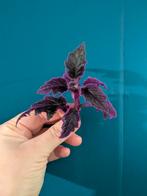 Gynura aurantiaca kamerplant stekje, Ophalen of Verzenden, Halfschaduw, Minder dan 100 cm