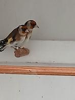 Bloemputters., Meerdere dieren, Wildzangvogel, Geringd