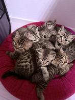 ️❤️Prachtige britse korthaar kittens met Stamboom❤️, Dieren en Toebehoren, Katten en Kittens | Raskatten | Korthaar, Meerdere dieren