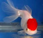 Regenboog winde, Red Cap, XL Goudwinde , Groene enGoudzeelt, Karper of Koi