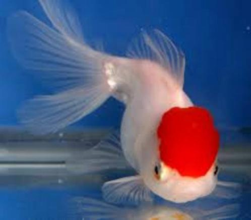 Regenboog winde, Red Cap, XL Goudwinde , Groene enGoudzeelt, Dieren en Toebehoren, Vissen | Vijvervissen, Karper of Koi