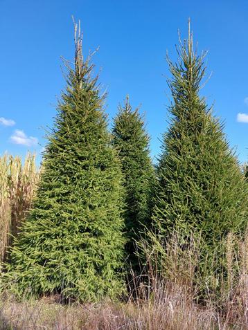 Fijn spar kerstbomen 3.60 - 4.00 mtr. 4 stuks beschikbaar voor biedingen