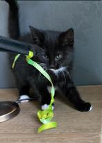 Kittens mannetje, Dieren en Toebehoren, Kater