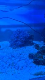 Pulsing xenia, Ophalen of Verzenden