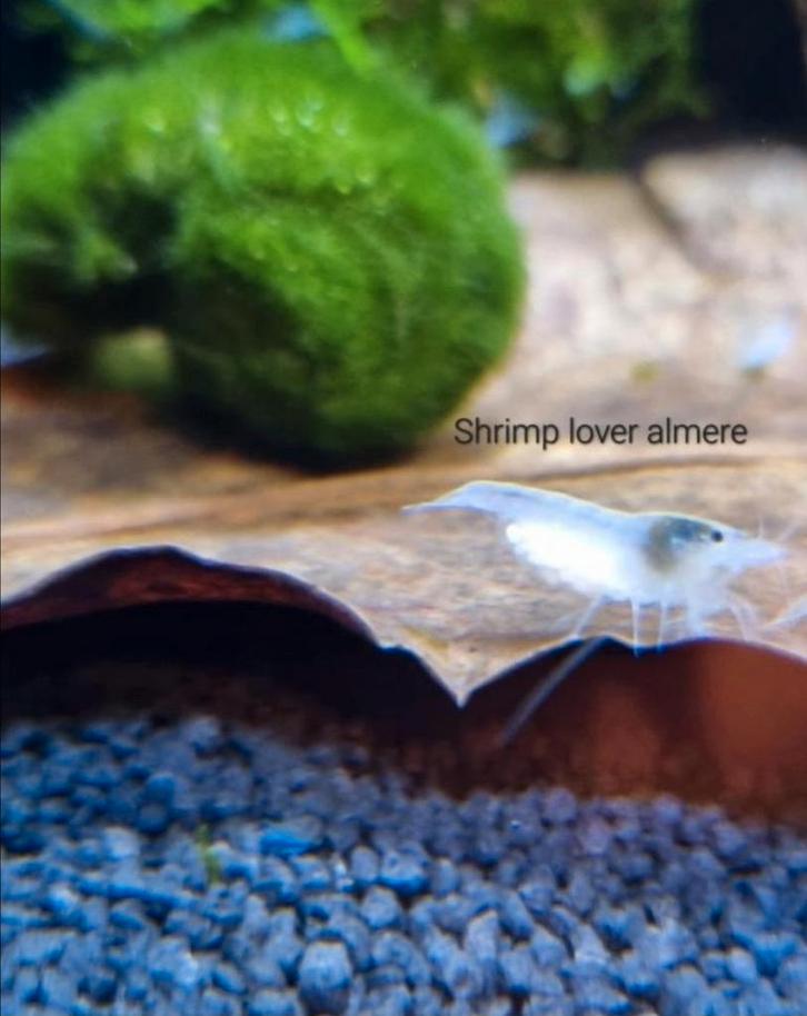 Neocaridina White Pearl aquarium garnalen, Dieren en Toebehoren, Vissen | Aquariumvissen, Zoetwatervis, Kreeft, Krab of Garnaal