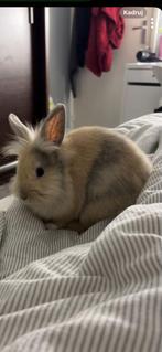 konijnenjongen, Dieren en Toebehoren, Mannelijk