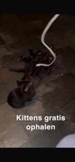 3 kittens gratis op te halen, Dieren en Toebehoren, Katten en Kittens | Overige Katten, Meerdere dieren, 0 tot 2 jaar
