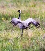 Jufferkraanvogel man, Dieren en Toebehoren, Mannelijk, Eend