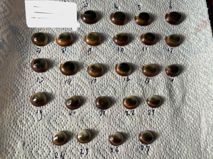 Nog 25  Mata Bias van het eiland Supiori bij Biak. € 10,00 p, Verzamelen, Mineralen en Fossielen, Schelp(en), Ophalen of Verzenden