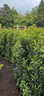 portugese laurier genolia taxus mt 180-200 rotundifolia  ge, Tuin en Terras, Ophalen of Verzenden, Bloeit niet, Overige soorten