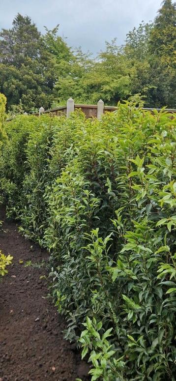  portugese laurier genolia taxus mt 180-200 rotundifolia  ge beschikbaar voor biedingen