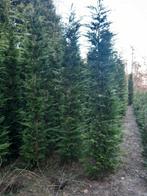 Leylandii + 2.50mtr, Tuin en Terras, Zomer, Overige soorten, Volle zon, 250 tot 400 cm