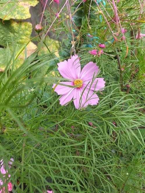 Zaden van COSMOS-mix, Tuin en Terras, Bloembollen en Zaden, Zaad, Voorjaar, Volle zon, Ophalen
