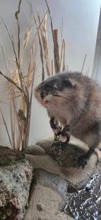 Te koop: opgezette muskusrat, Ophalen of Verzenden, Nieuw, Wild dier, Opgezet dier