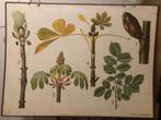 Antieke schoolplaat, Ophalen, Natuur en Biologie