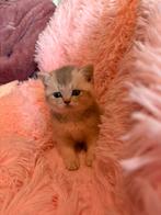 Britse korthaar kittens, Dieren en Toebehoren, Katten en Kittens | Raskatten | Korthaar, Meerdere dieren, Ontwormd