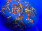 Suda 13-17 cm tosai mix NIEUW BINNEN slechts 24,95, Karper of Koi
