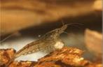 Garnalen, Dieren en Toebehoren, Kreeft, Krab of Garnaal