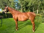 Fokmerrie drachtig van Darry Lou Z, Merrie, Springpaard, Gechipt, M