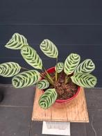 Calathea  - Prachtige Kamerplant in Rode Pot, Ophalen, Overige soorten, Halfschaduw, In pot