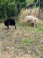 3 ramlammeren te koop, Dieren en Toebehoren, Mannelijk, Schaap, 0 tot 2 jaar