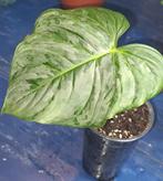 Philodendron Magic, Ophalen of Verzenden, Halfschaduw, Minder dan 100 cm