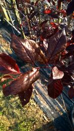 Daksierpruim | Prunus cerasifera nigra dakboom | Roodbladig, Tuin en Terras, Halfschaduw, Dakboom, Bloeit niet, Ophalen of Verzenden