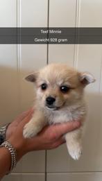 Jack Russel x pomeranian, Dieren en Toebehoren, Honden | Jack Russells en Terriërs, Jack Russell Terriër, CDV (hondenziekte), 8 tot 15 weken