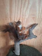 Opgezette eekhoorn  taxidermie, Ophalen of Verzenden, Wild dier, Opgezet dier
