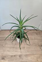 Mooie rechte aloë vera plant, Huis en Inrichting, Kamerplanten, Ophalen, Overige soorten, Minder dan 100 cm