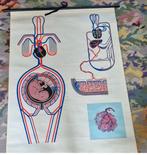 Schoolplaat bloedsomloop anatomie, Ophalen of Verzenden, Natuur en Biologie