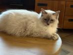 Prachtige jonge Blue point Ragdoll met stamboom, Dieren en Toebehoren, Katten en Kittens | Raskatten | Langhaar, Poes, Met stamboom