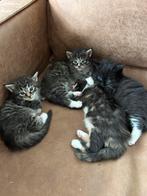 Supermooie Maine Coon kittens, Dieren en Toebehoren, Meerdere dieren