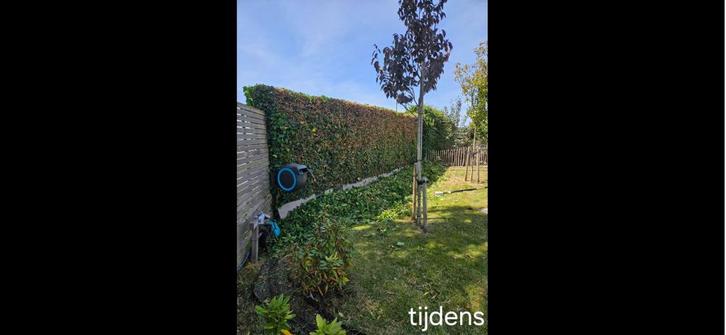 Tuinman/hovenier met Groene Vingers – Tijd voor Uw Tuin!, Diensten en Vakmensen, Tuinmannen en Stratenmakers, Tuinonderhoud of Snoeiwerk