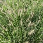 Verschillende Siergrassen bodembedekkers riet, zegge, olifan, Ophalen of Verzenden, Zomer, Siergrassen, Volle zon