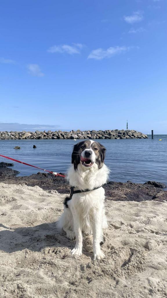 luie eenzame reu van 2 jaar zoekt gouden mandje, Dieren en Toebehoren, Honden | Niet-rashonden, Groot, Reu, Particulier, Eén hond